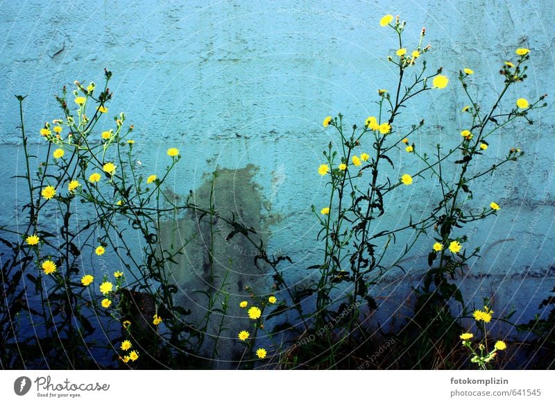 Yellow flowers in front of blue wall Flower Blossom Wall (barrier) Wall (building) Happiness Hope Joie de vivre (Vitality) Moody Transience yellow flowers