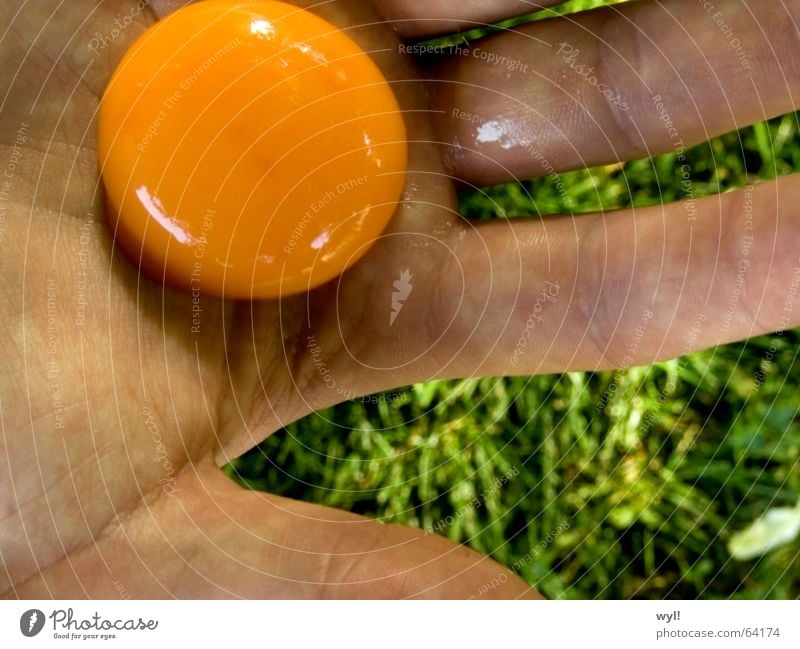 Egg Egg Egg Yolk Hand Fingers Thumb Scrambled eggs Grass Meadow Yellow Green Summer Albumin Nutrition Skin Orange Wrinkles palm