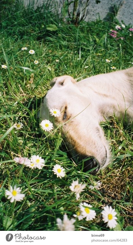 I dream I'm a daisy. Dog Greyhound Sleep Dream Meadow Daisy Flower Green White Beige Vacation & Travel France Brittany Crozon peninsula Animal Peace Relaxation