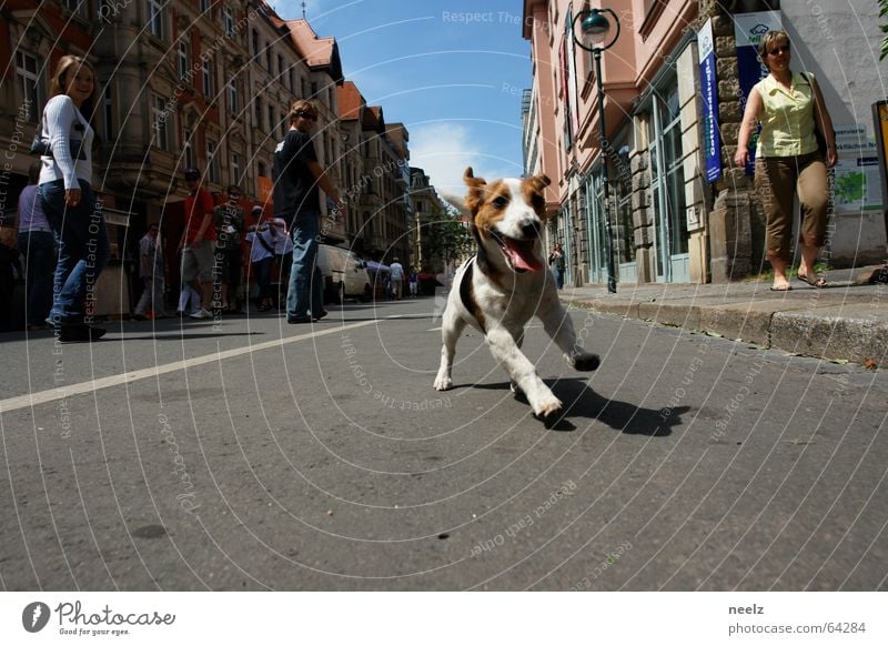 Leipzig dog World Cup 2006 Fan Dog Speed Exuberance Romp Animal Pet Playing Joy Engagement Enthusiasm To go for a walk Passion Mammal Gottschedstr. jack russel