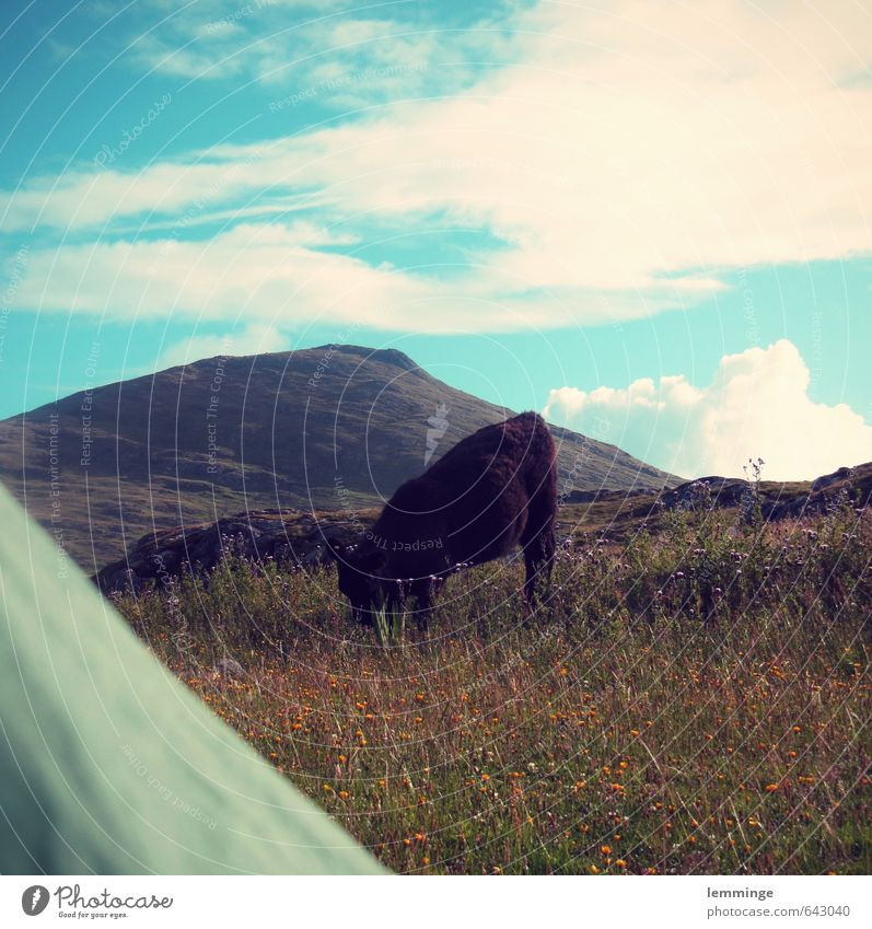 in the morning Environment Nature Landscape Sky Grass Animal Farm animal Wild animal Cow 1 Attentive Tent Tent door Scotland Mountain Hiking To feed