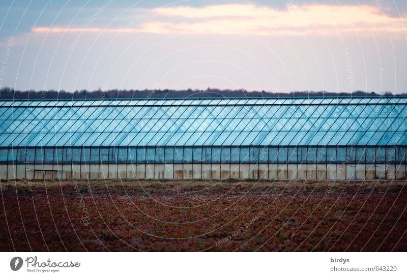 Glasshouse linear Agriculture Forestry Market garden Sky Clouds Sunrise Sunset Field Greenhouse Illuminate Esthetic Large Long Blue Symmetry Tradition Line