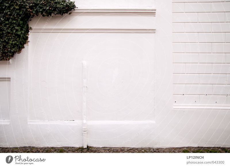 Wall Portrait Environment Nature Animal Plant Ivy House (Residential Structure) Wall (barrier) Wall (building) Facade Painting (action, work) Growth Sharp-edged