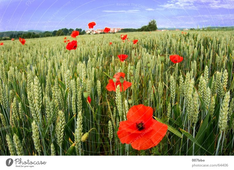 red spots in the landscape Flower Field Wheat Summer Poppy Red Plant Agriculture Village Sky Nature Landscape Contrast