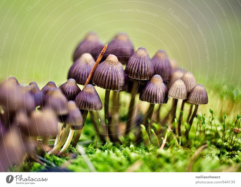 Mushrooms in the autumn forest Environment Nature Landscape Autumn Plant Moss Wild plant poisonous mushroom Garden Forest Growth Threat Happiness Fresh Creepy