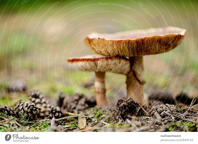 Mushrooms in the autumn forest Environment Nature Plant Autumn Moss Mushroom picker Cone russula Forest Fragrance Faded Growth Simple Happiness Beautiful