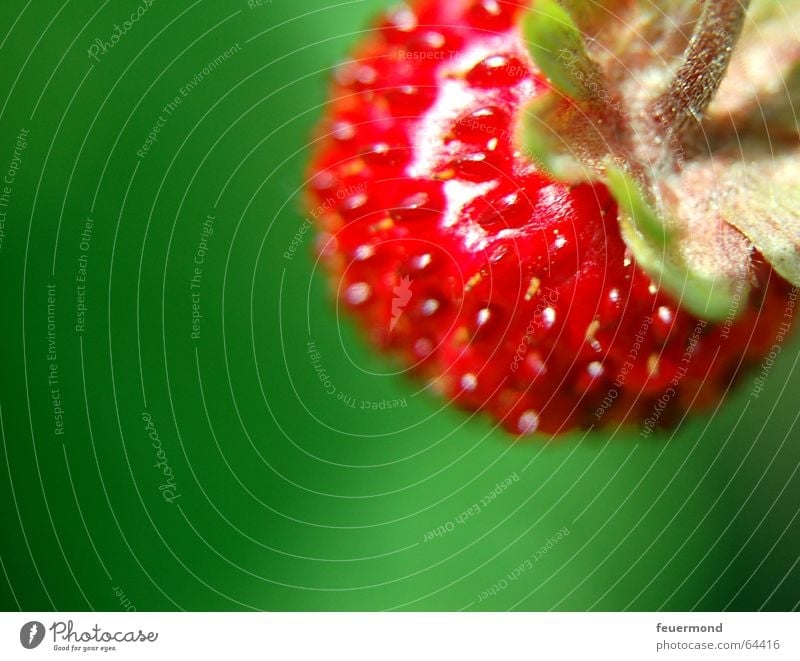 Wild Fruit Wild strawberry Red Summer Fruity Strawberry Sun