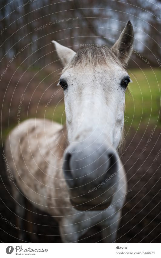 velvet snout Meadow Animal Farm animal Horse Gray (horse) 1 Looking Stand Friendliness Beautiful Cuddly Natural Colour photo Exterior shot Deserted Day