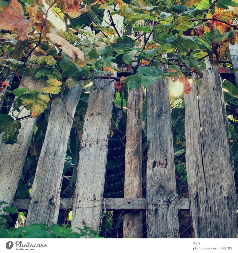 As old as a fence... Nature Autumn Plant Bushes Tendril Vine Fence Gray Green Old Breakage Decompose Wooden fence Colour photo Multicoloured Exterior shot