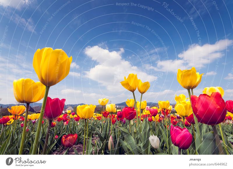 outgrowth Environment Nature Sky Clouds Horizon Spring Beautiful weather Flower Tulip field Tulip blossom Blossoming Growth Fragrance Near Blue Yellow Green Red