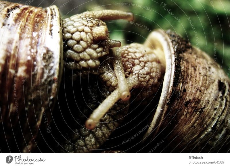 snail eroticism Snail Animal House (Residential Structure) Snail shell Feeler Slowly Disgust Mucus Propagation