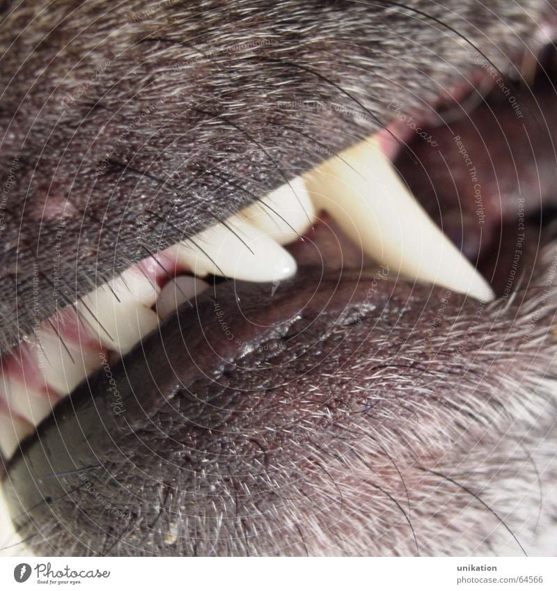 The evil wolf sends his greetings ... Dog Snout Snarl Wolf Little Red Riding Hood Near Animal Beard hair Whisker Evil Land-based carnivore Set of teeth Muzzle