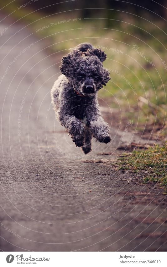 Run Toni, run! Joy Life Sports Fitness Sports Training Environment Nature Autumn Meadow Transport Street Lanes & trails Black-haired Curl Animal Pet Dog Poodle