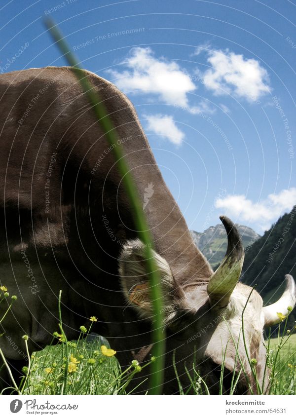 grazing Cow Meadow Green Clouds Blade of grass To feed Switzerland Cattle Dairy cow Flower meadow Summer Pasture Sky Antlers Mountain Alpine pasture Nutrition
