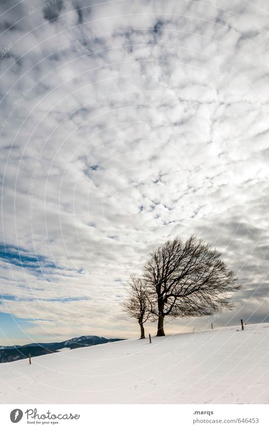 Fully booked Trip Winter vacation Nature Landscape Sky Clouds Tree Beech tree Hill Relaxation Simple Bright Natural Beautiful Moody Colour photo Exterior shot
