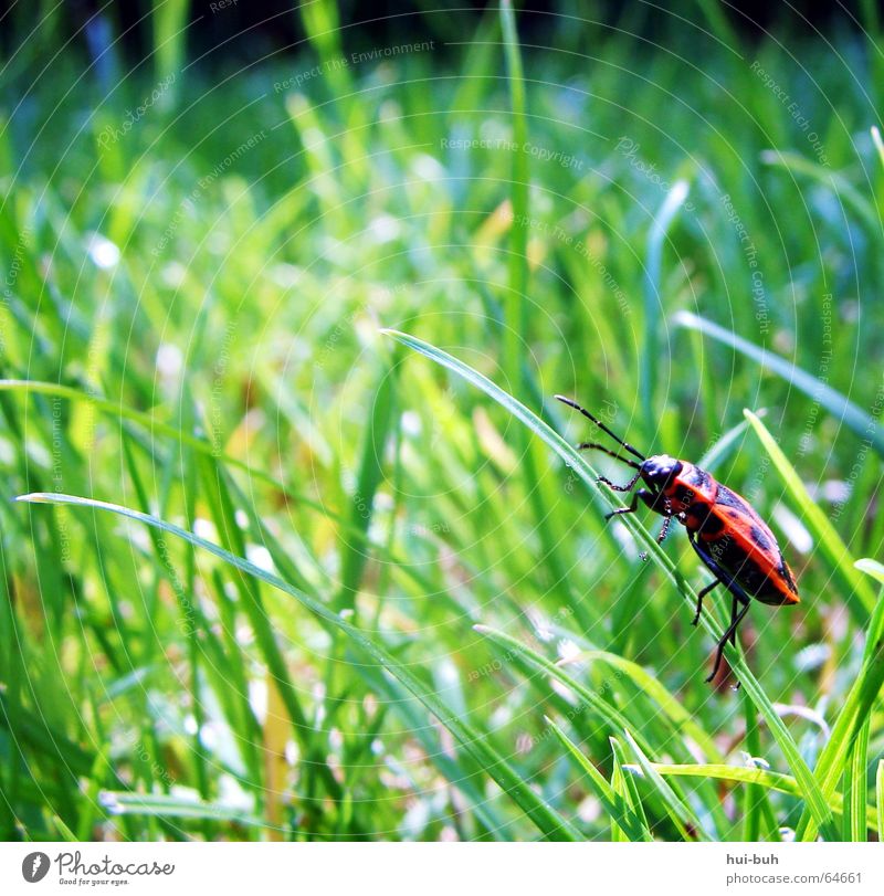 beetle stalk Grass Animal Green Jump Legs Red Fire-colored beetle Blade of grass Multiple Beetle spring Sit Many Canoe Loneliness