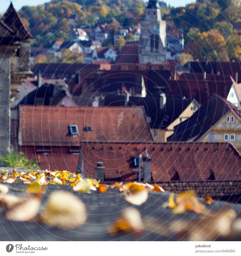 old town Autumn leaves Deciduous forest Automn wood Hill Slope Tübingen Downtown Old town Populated House (Residential Structure) Church Tower