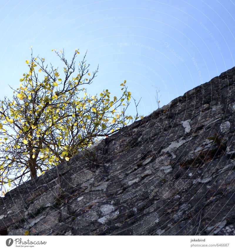city wall Cloudless sky Autumn Tree Moss Autumnal colours Autumn leaves Wall (barrier) Wall (building) Stone Blue Diagonal City wall Bright green Illuminate