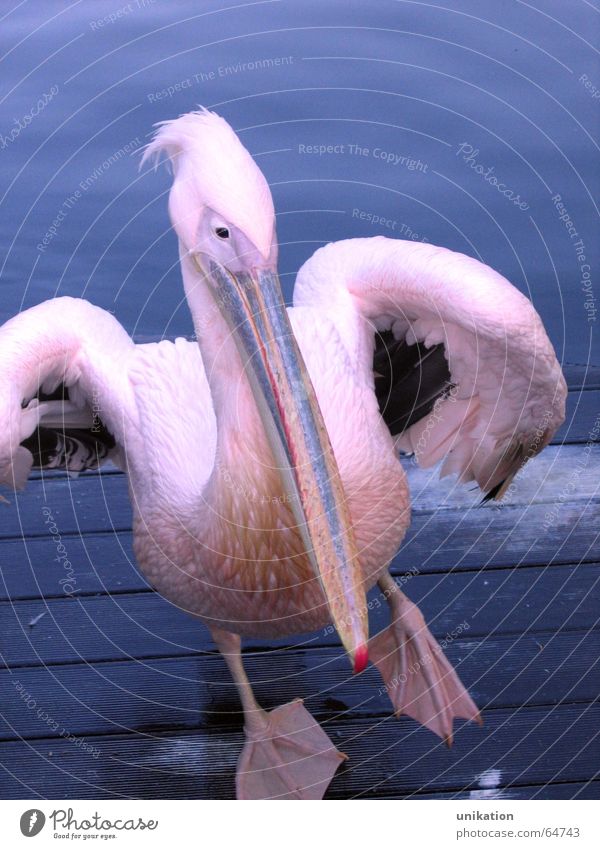 Walking on the Steg Pelican Bird Pink Violet Beak Waddle Zoo Footbridge Animal Stagnating Water Blue Dance clumsy