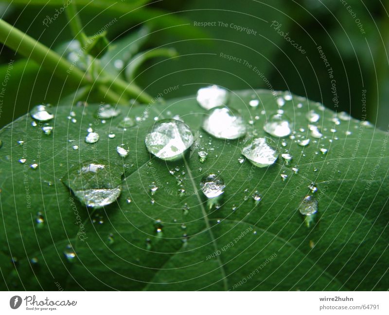 Plitsch Platsch Rain Leaf Green Drops of water Water