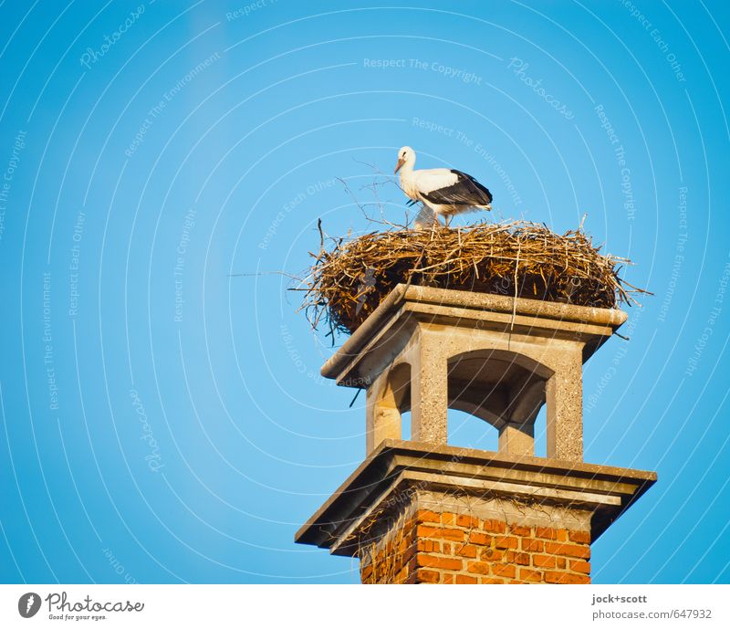 rattling in the nest Cloudless sky Summer Middle Franconia Chimney Wild animal Stork Pair of animals Brick Looking Stand Authentic Tall Above Original Warmth
