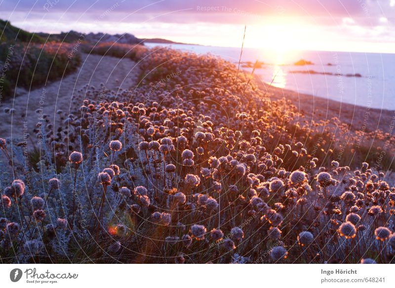 tramonto del sole with beach carnations Landscape Water Sunrise Sunset Summer Beautiful weather Flower Blossom Coast Beach Deserted Lanes & trails Sand