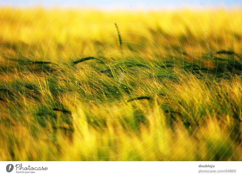 cereal field in sunny yellow Wheat Field Moody Yellow Dusk Green Grain Sky Sun