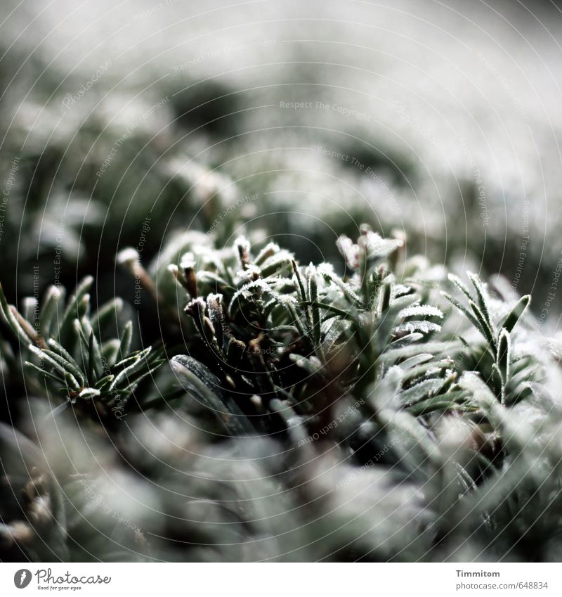 Seasonal. Environment Nature Plant Winter Ice Frost Hedge Natural Green Black White Cold Colour photo Exterior shot Close-up Deserted Day Shallow depth of field
