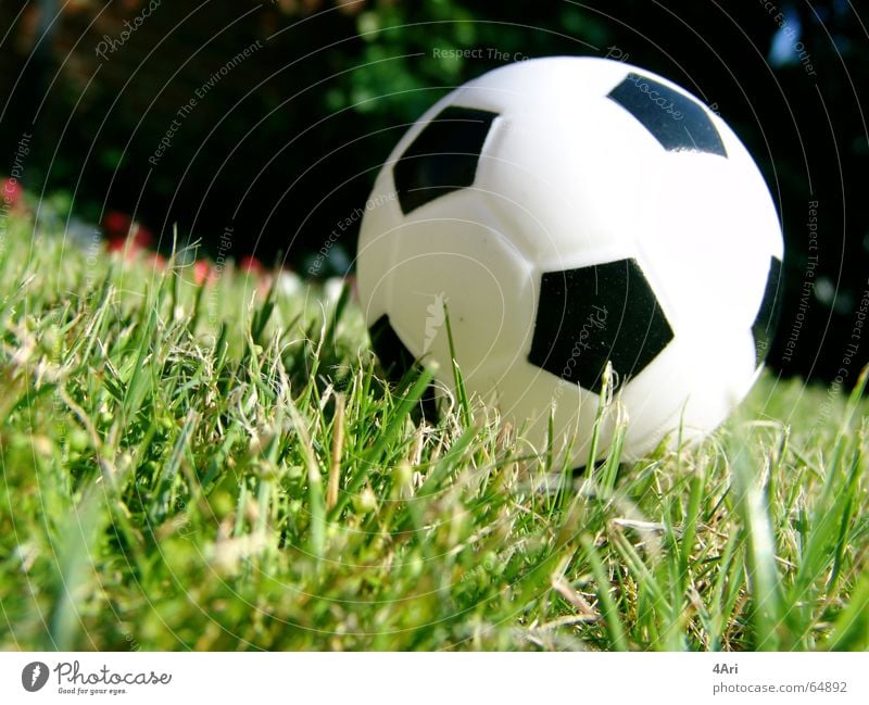 dolls Grass Meadow Ball Lawn Close-up Deserted Small Stopper Shallow depth of field 1 Sphere Colour photo Foot ball