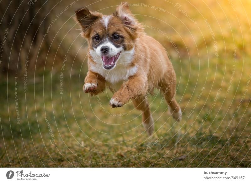 Happy puppy Joy Animal Autumn Pet Dog 1 Baby animal Running Playing Jump Athletic Exceptional Small Speed Crazy Green Orange Moody Joie de vivre (Vitality)