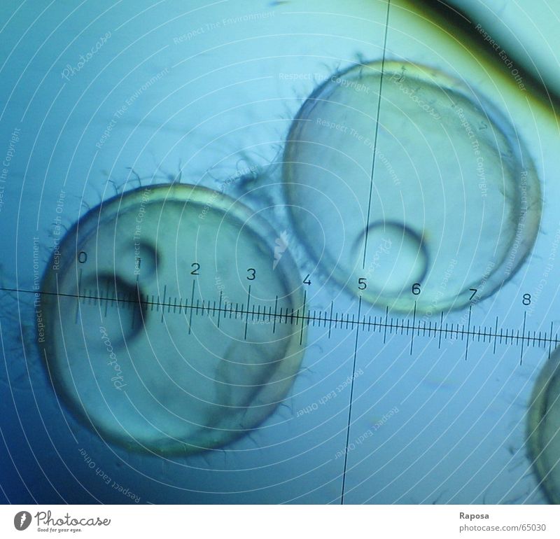 Fish embryos or medaka IV Microscope Investigate Internship Academic studies Biology Zoology Yolk Chorion Growth Development Propagation Scale Research