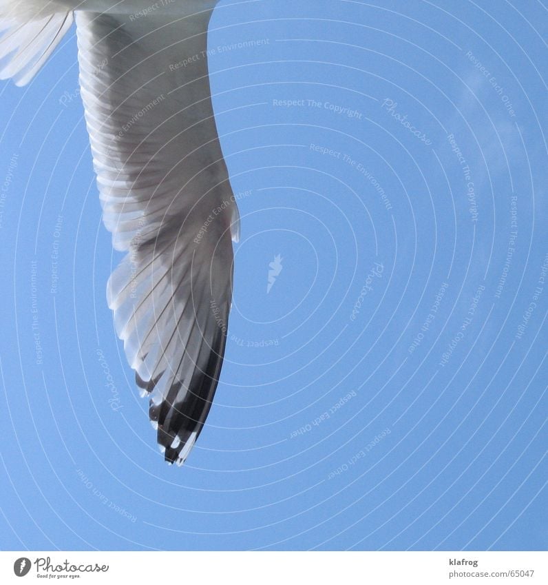 Half a seagull doesn't make a summer yet Seagull Summer Silhouette Wing Coast Vacation & Travel Ocean Sky Bird Free Freedom Wind Profile Flying Blue Feather