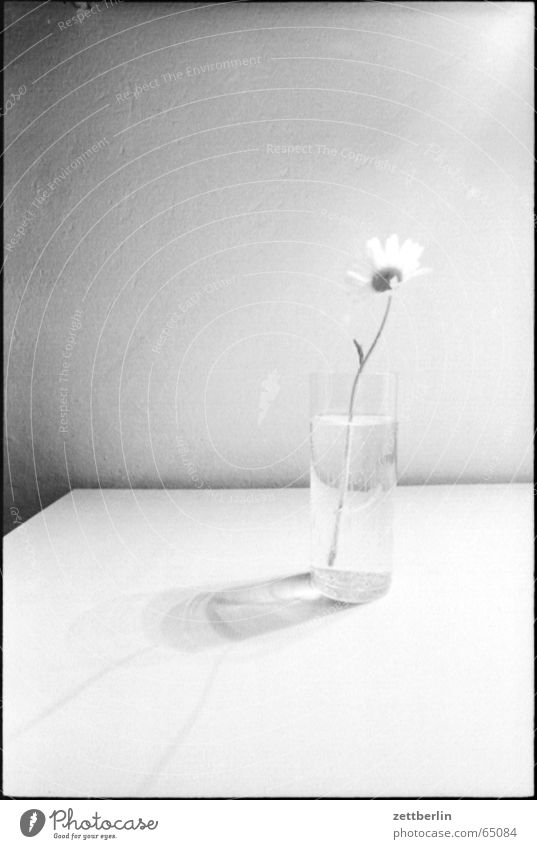 flower Flower Vase Flower vase Think Loneliness Lust Spartan Concentrate pantheism duotheism