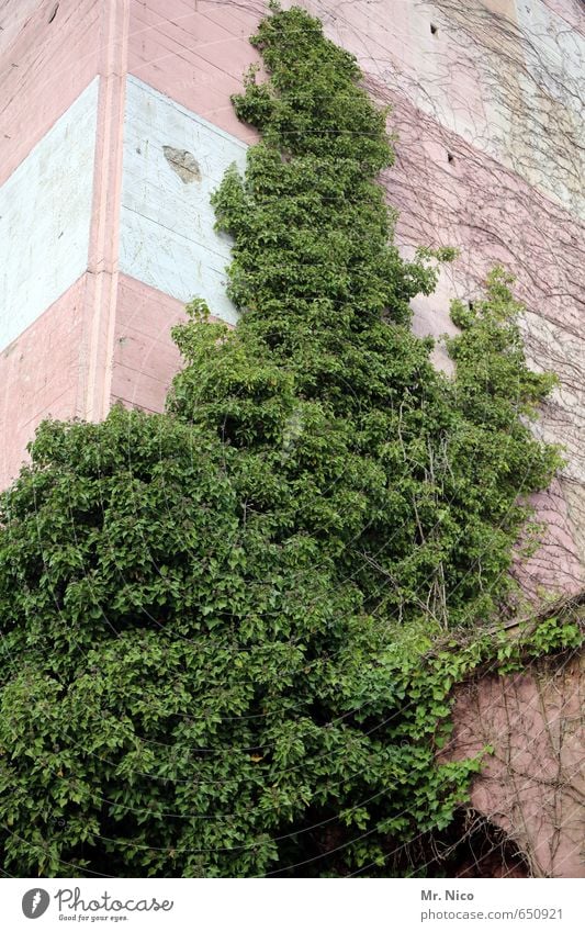 inexplicable Environment Plant Ivy High-rise Facade Growth Green Building Flak tower Gloomy Insulation Foliage plant Evergreen plants Bushes Leaf green stuff