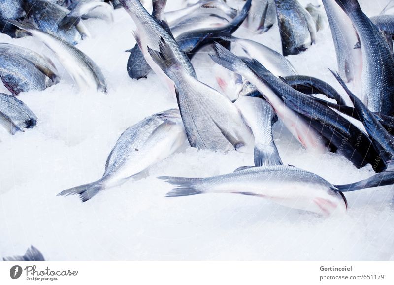 ice diving Food Fish Fresh Blue sea fish Ice Cooling Summer freshly caught Markets Colour photo Close-up Copy Space bottom