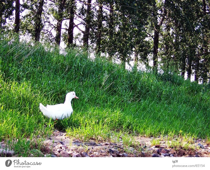 without camouflage Goose Albino Beak Animal Living thing Nutrition White Forest Tree Meadow Green Reflection Nature Intensive Wilderness Grass Exterior shot