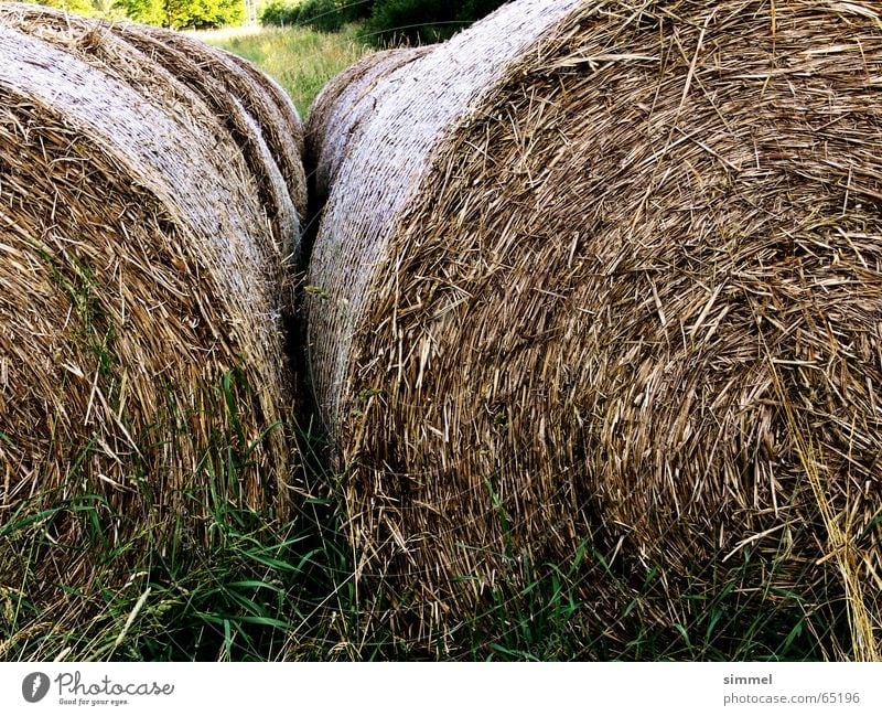 straw bale Round Straw Pressed Dry Dried Nature