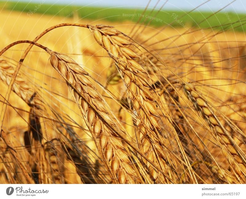 The time is ripe Yellow Wheat Plant Summer Healthy Fresh Nature Grain