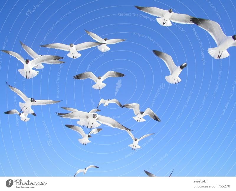 MoevenFlorida Ocean Bird Beach seagull seagulls Sky Blue