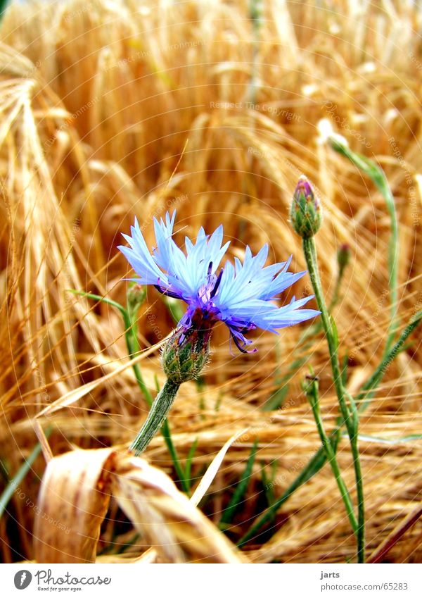 Right in the middle Cornfield Cornflower Flower Field Meadow Loneliness Blue flower grain jarts