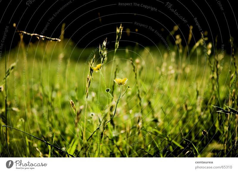 ...when you roll in a meadow... Flower Grass Summer Meadow Lake Insect Lie Earth Relaxation Reading Calm