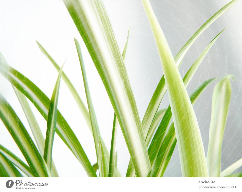 Green on White Grass Wall (building) Blade of grass Plant Nature Calm Color gradient Macro (Extreme close-up) Close-up culm stem blade save leaf leaves sharp