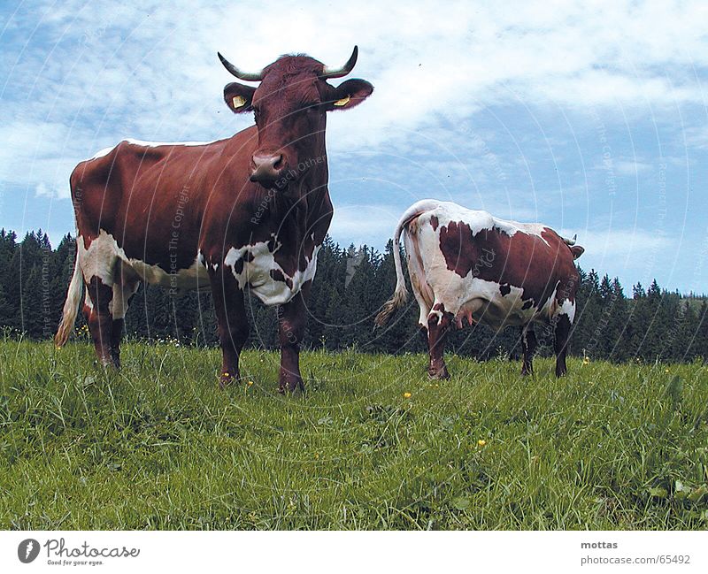 Cows on the Ebenforstalm Alpine pasture Animal