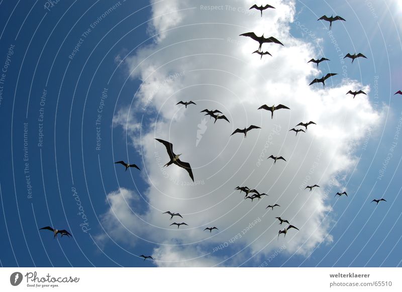 Invasion of Mexican frigate birds Clouds Bird Blue-white Air Animal Yucatan Sky Mexico invasion celestun National Park