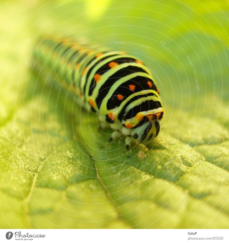 excess length Green Summer Long Swallowtail Animal Insect Butterfly Caterpillar Macro (Extreme close-up)