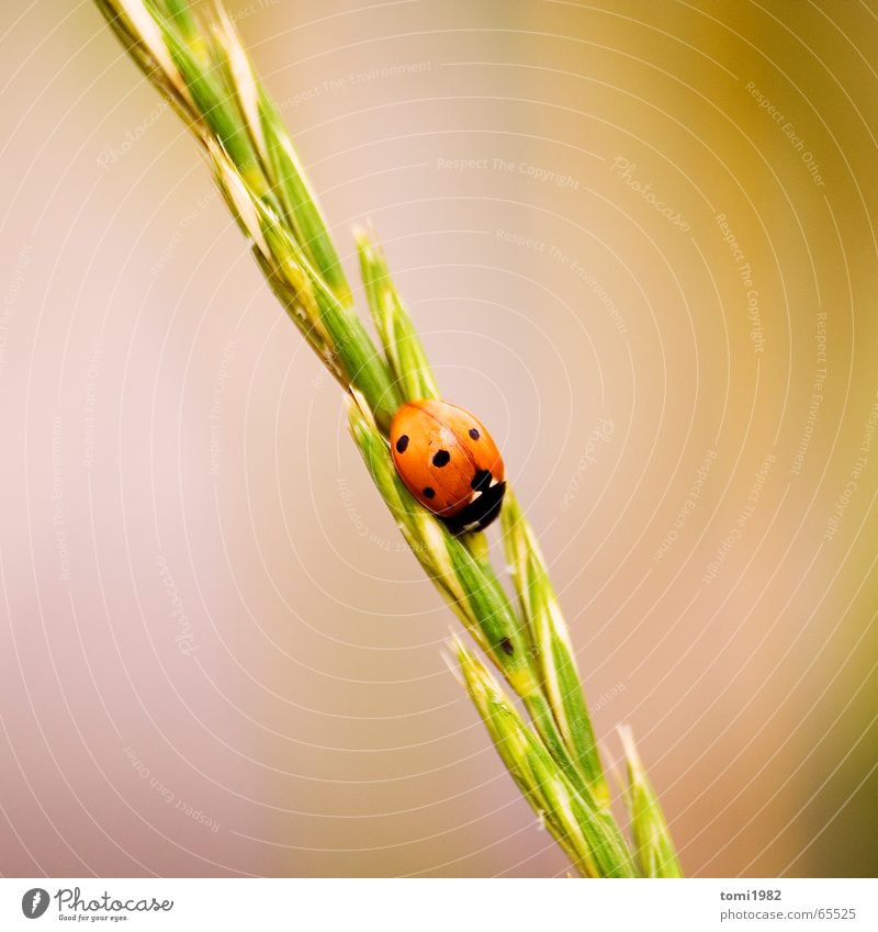 ladybugs Ladybird Grass Animal Insect Summer Meadow Small Fine Sweet Middle Top Grain highnoon Nature Life Earth