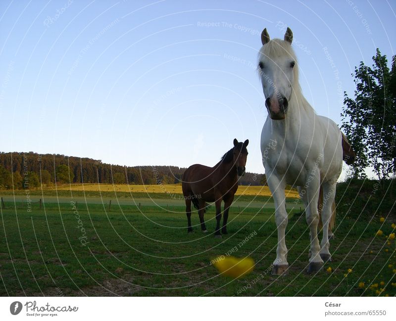 Deux chevaux au soleil couchant Horse Forest Sauerland Meadow Country life Mold Brown Evening Americas