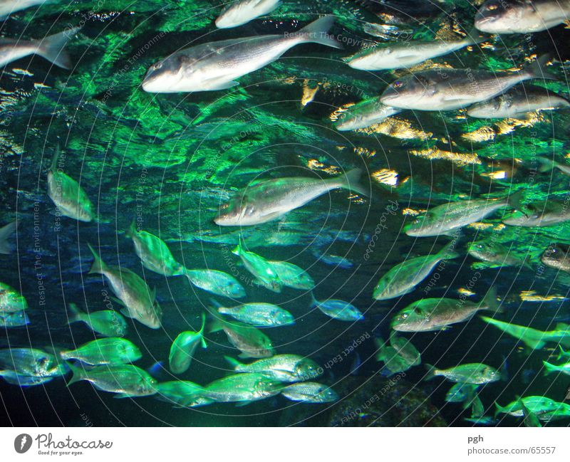 Sea Life Aquarium Muddled Sealife Fish Water green light Silver