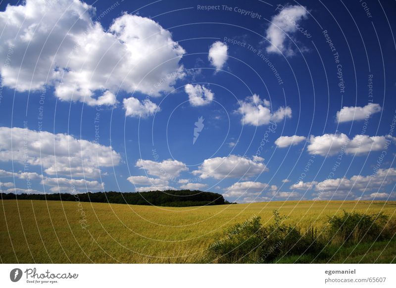 A picture of the cornfield Summer Clouds Field Forest Meadow White Sky Blue Nature