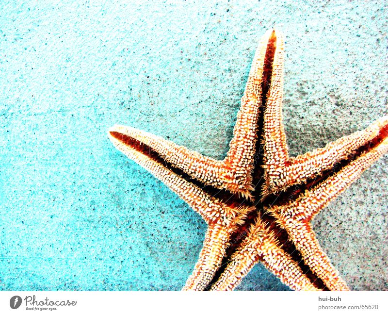 my star. Starfish Thorny 5 Spotted Wall (building) Ocean Vacation & Travel To feed Star (Symbol) Water Blue Prongs Ground Mouth
